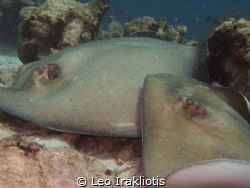 Rays matting at Bari Reef, Bonaire, July 2017. by Leo Irakliotis 